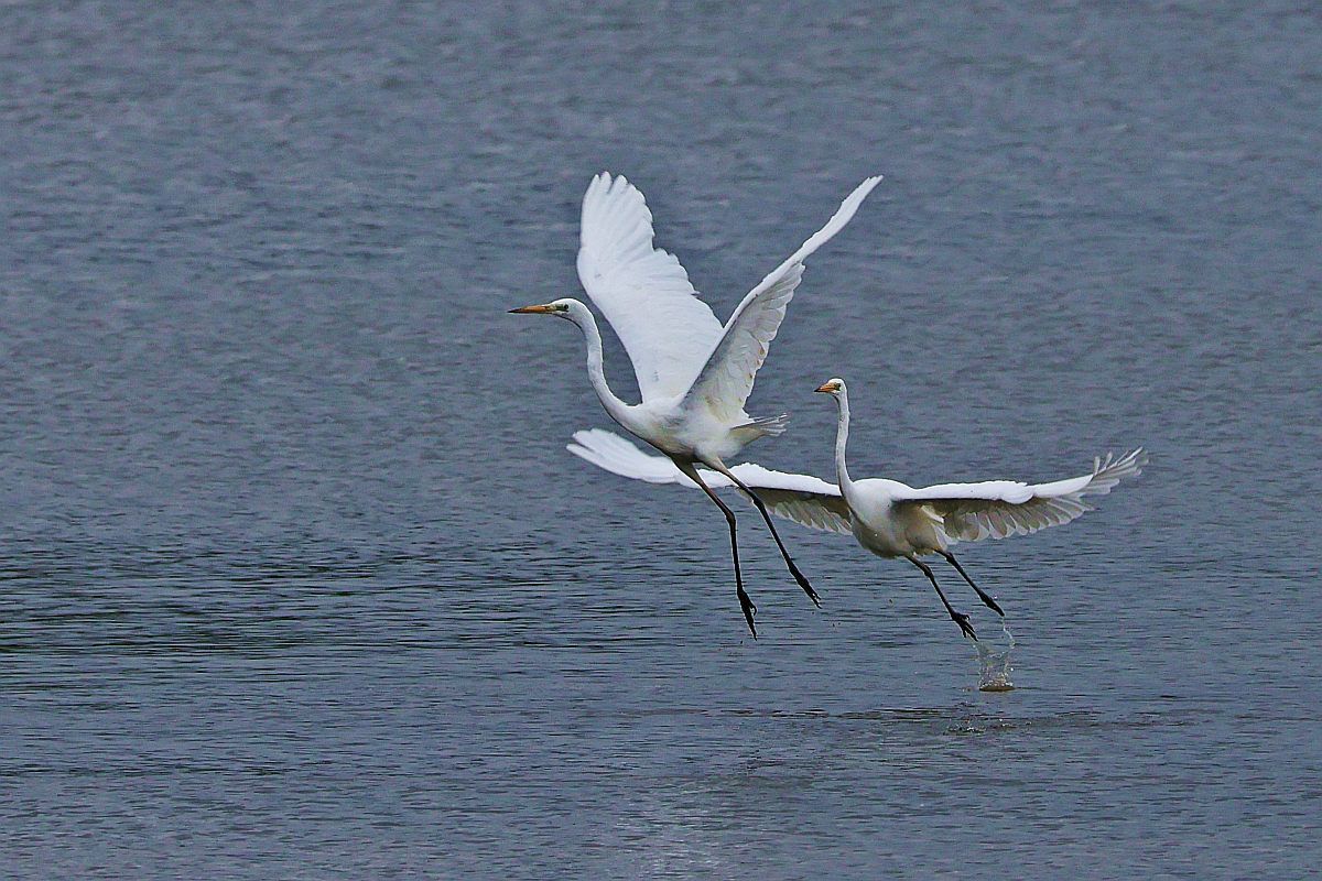 Great Egret  - Krzysztof Czajowski