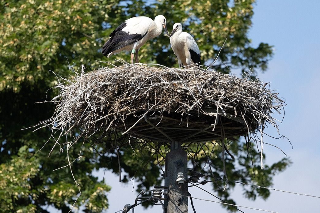 Weissstorch  - Tadeusz Drazny