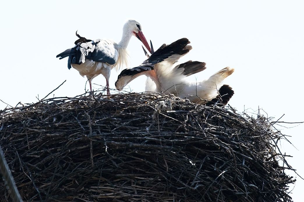 Weissstorch  - Tadeusz Drazny