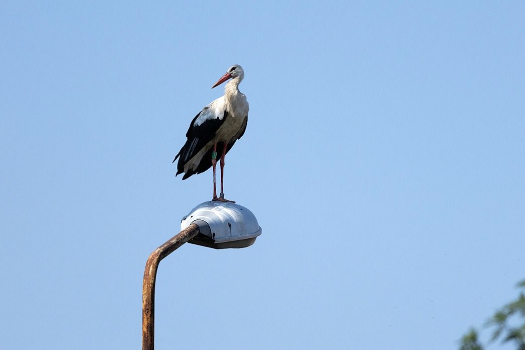Weissstorch  - Tadeusz Drazny