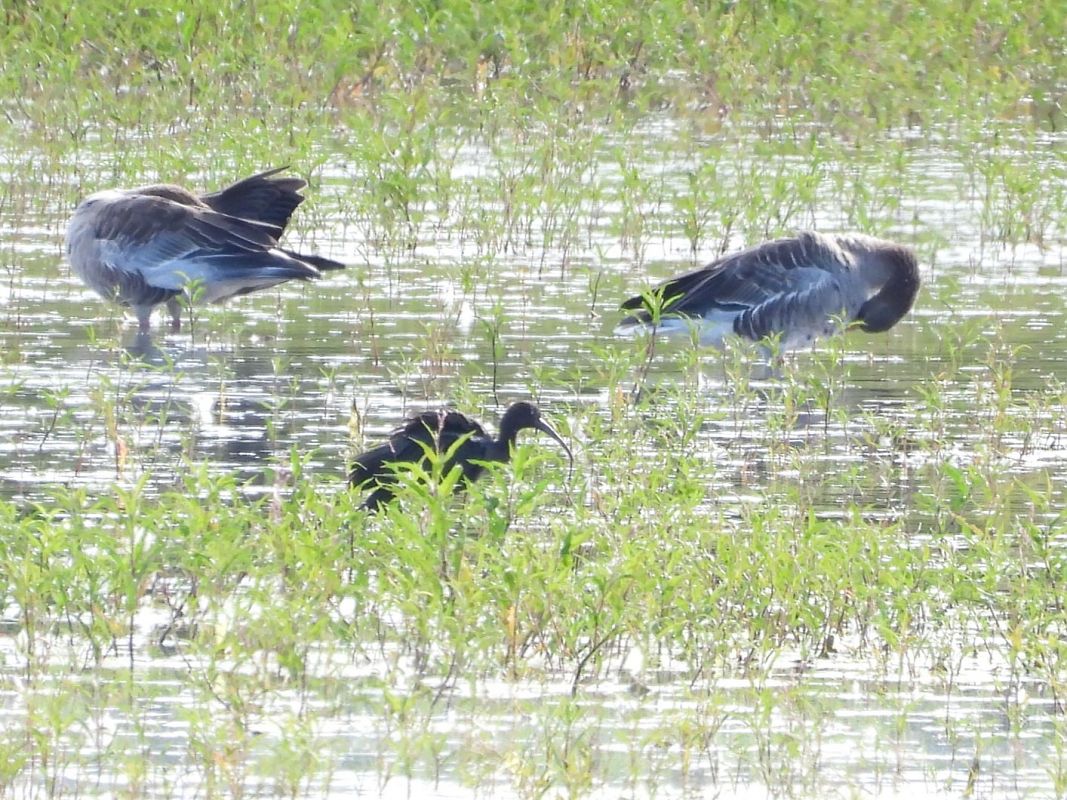 ibis kasztanowaty  - Mirosław Nowicki
