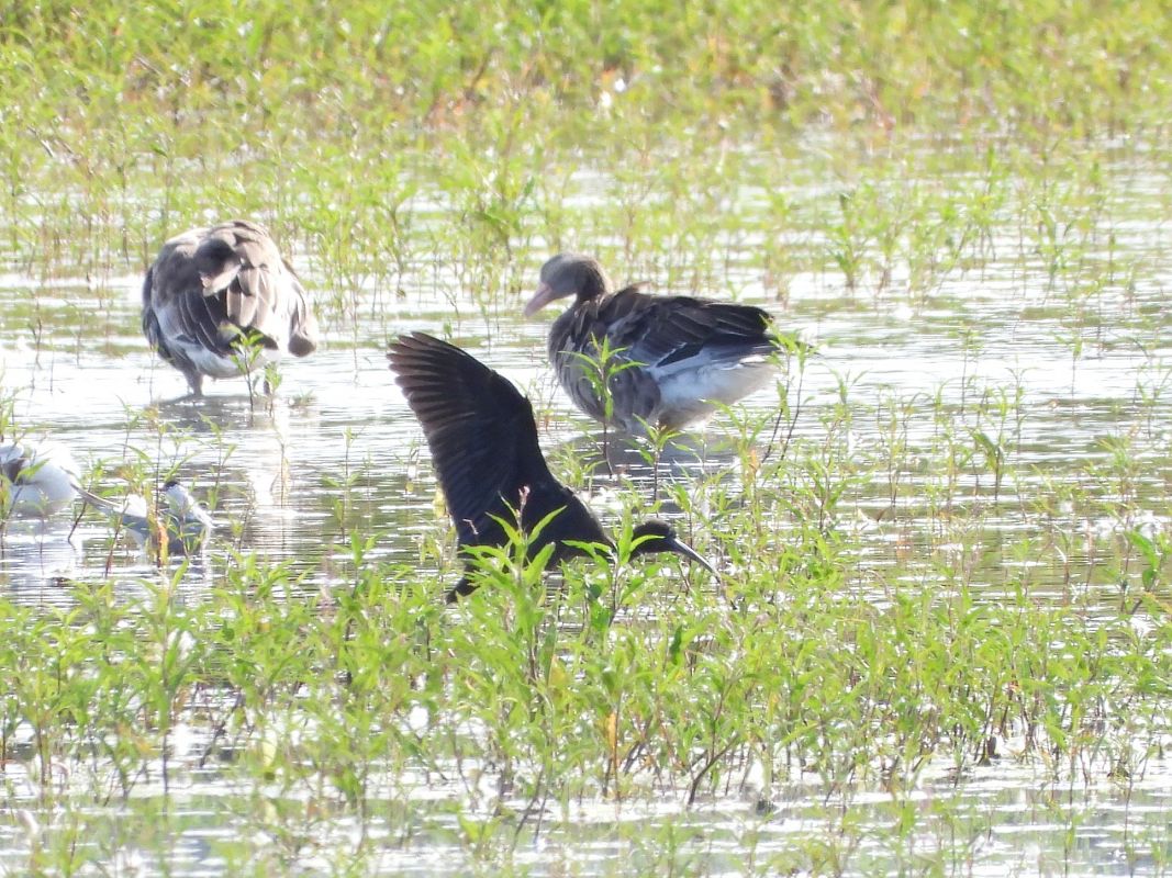 Ibis falcinelle  - Mirosław Nowicki