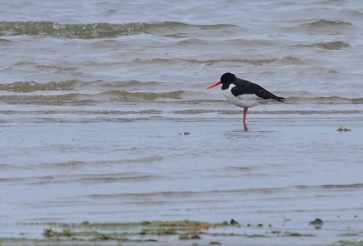 ostrygojad  - Zbigniew Balcerzak