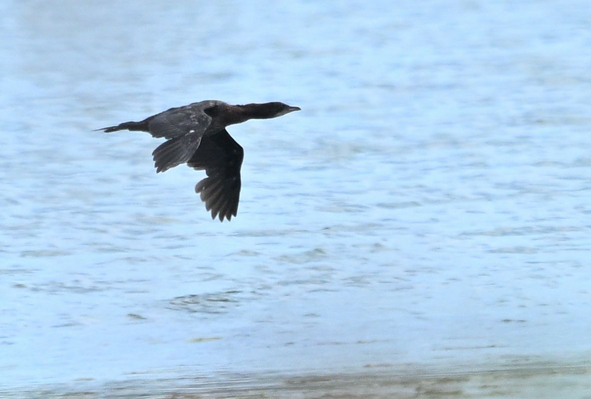 Pygmy Cormorant  - Zbigniew Balcerzak