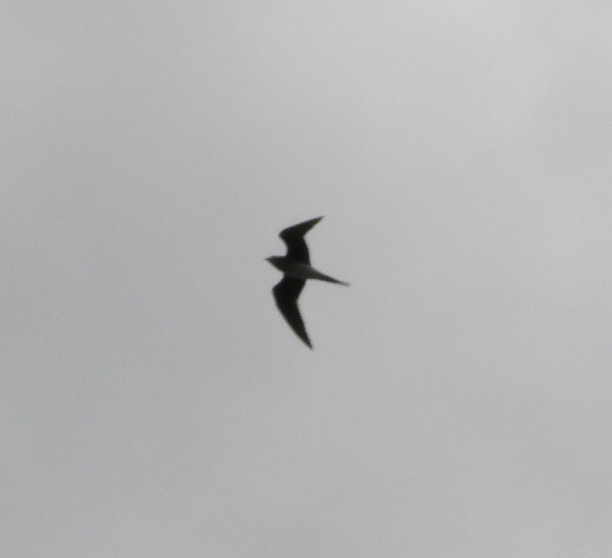 Pratincole, unidentified  - Daniel Boruchalski