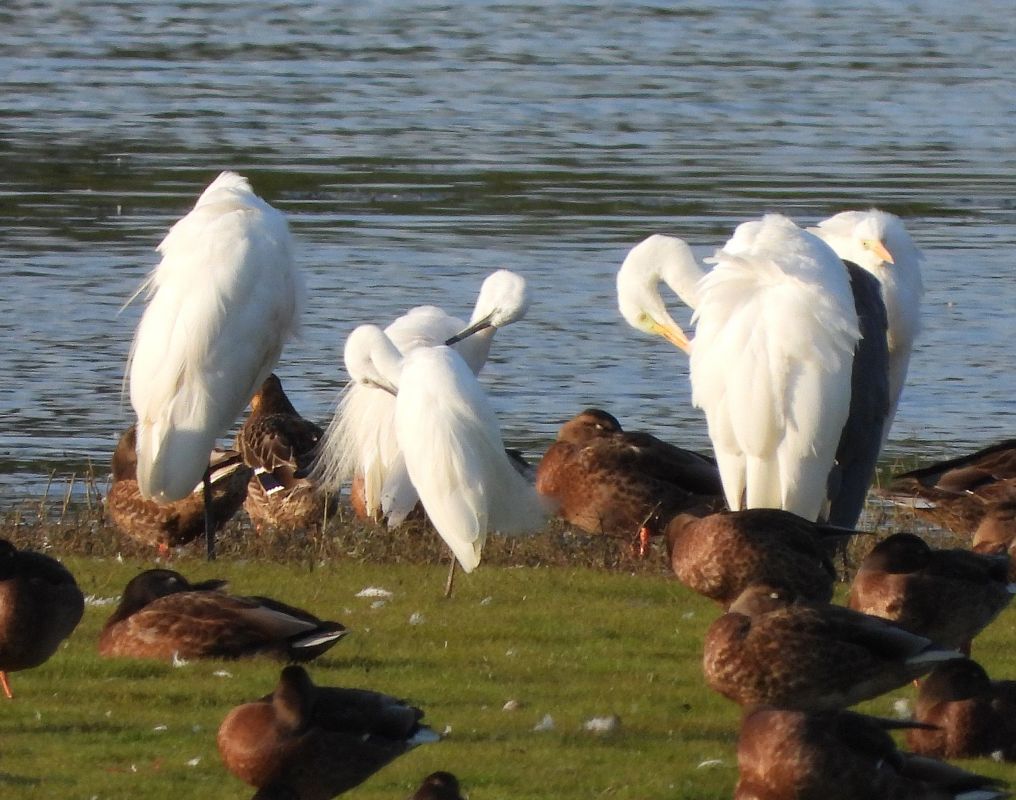 Aigrette garzette  - Janusz Gajdas