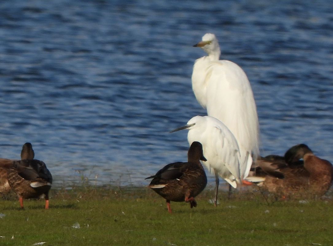 Aigrette garzette  - Janusz Gajdas