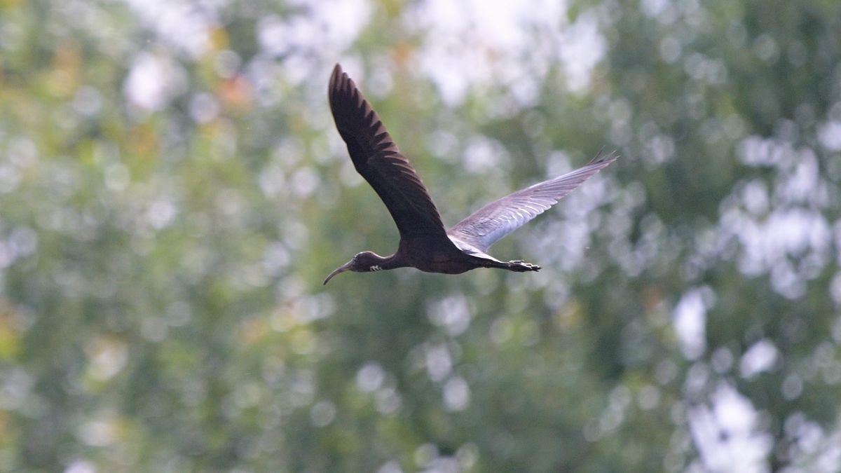 Ibis falcinelle  - Piotr Zieliński