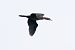 kormoran mały 