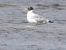 Pallas's Gull 