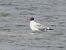 Pallas's Gull 