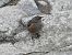 Alpine Accentor 