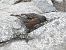 Alpine Accentor 