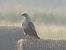 Adlerbussard 