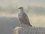 Adlerbussard 