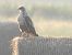 Adlerbussard 