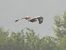 Adlerbussard 