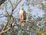 Adlerbussard 