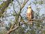 Adlerbussard 
