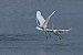 Great Egret  - Krzysztof Czajowski