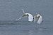 Great Egret  - Krzysztof Czajowski
