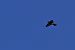żołna  - Krzysztof Czajowski