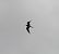 Pratincole, unidentified  - Daniel Boruchalski