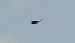 Pratincole, unidentified  - Daniel Boruchalski