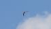 Pratincole, unidentified  - Daniel Boruchalski