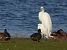 Aigrette garzette  - Janusz Gajdas