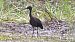 Ibis falcinelle  - Piotr Zieliński
