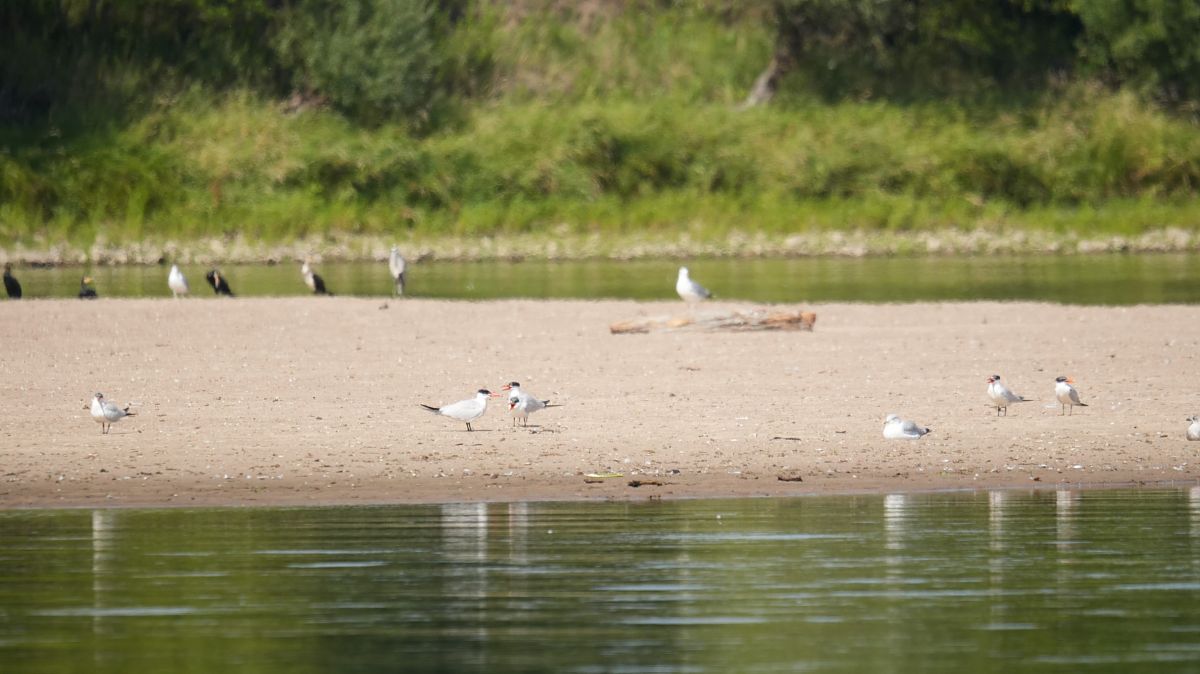 Caspian Tern  - Roman Grzebiński