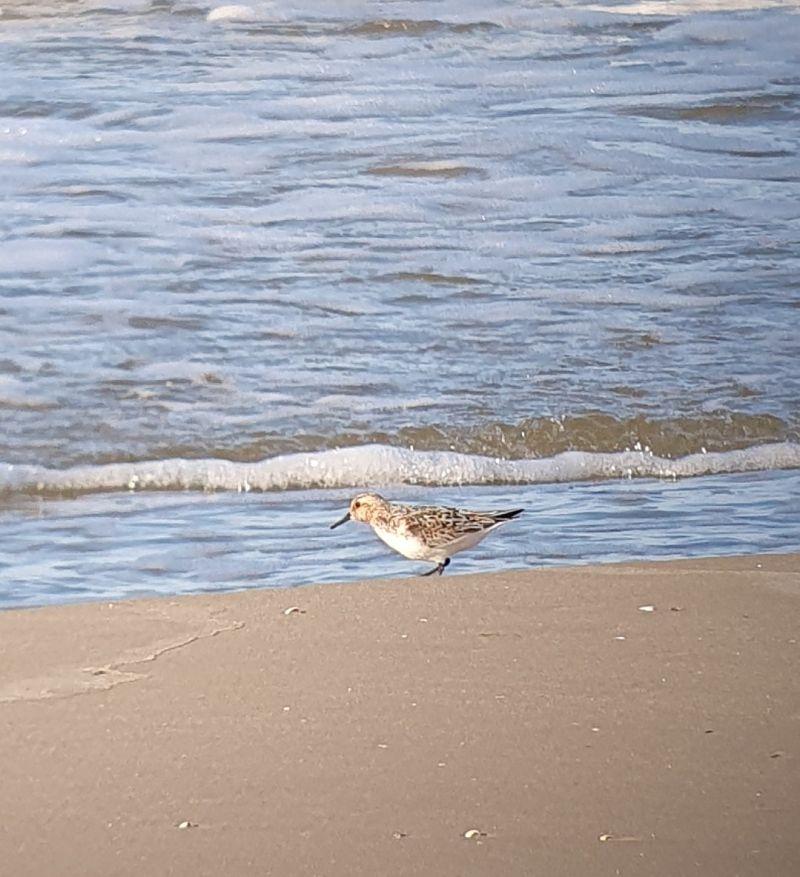 Bécasseau sanderling  - Adrian Kupczyński