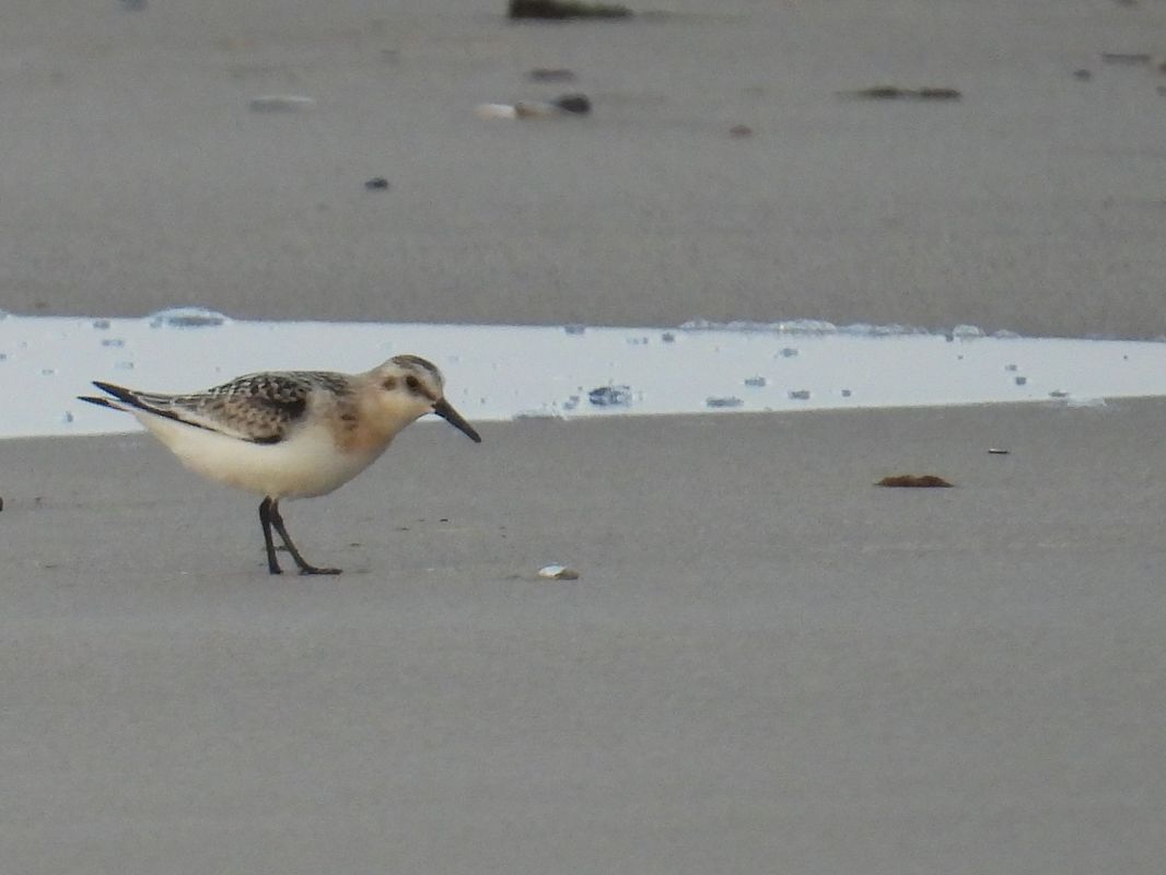Bécasseau sanderling  - Anna Sobczyk