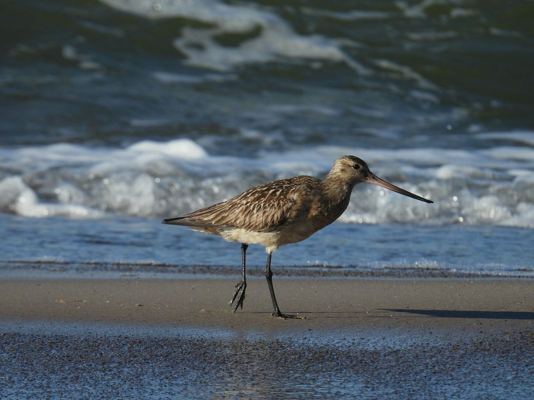 Bar-tailed Godwit  - Anna Sobczyk