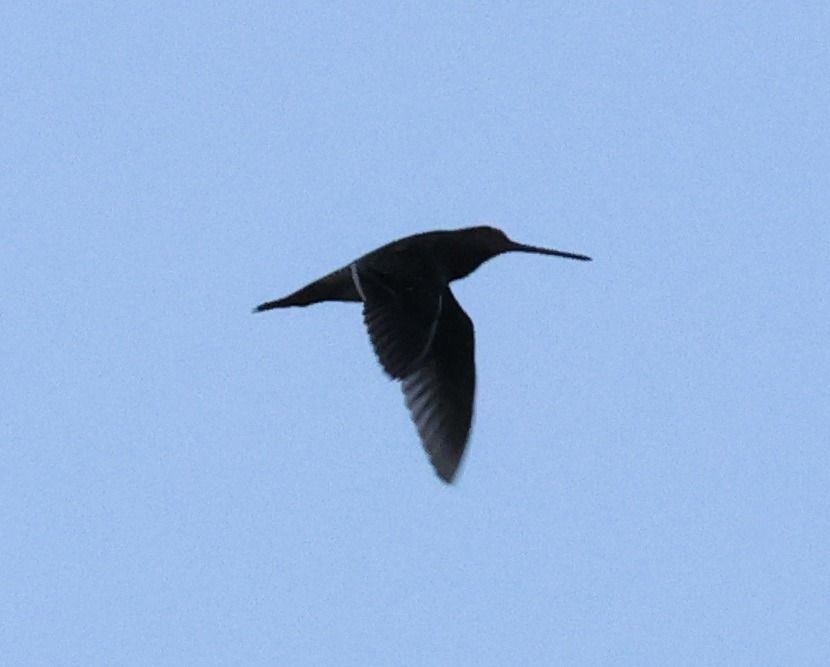 Common Snipe  - Arek Szypicyn