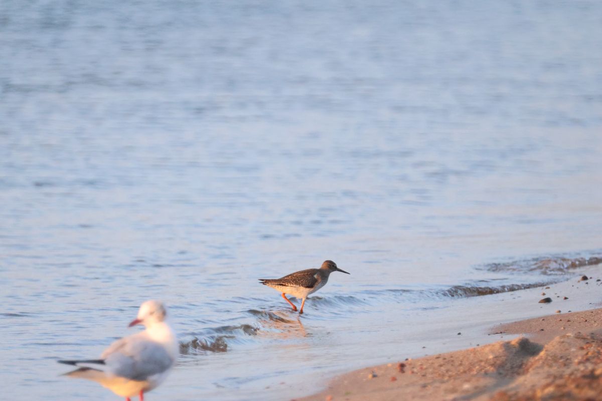 krwawodziób  - Arek Szypicyn