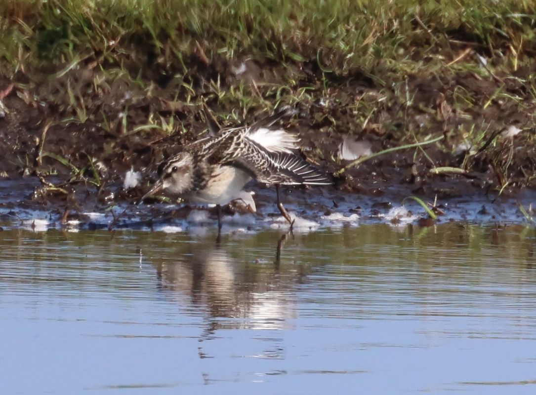 Sumpfläufer  - Ela Chaber