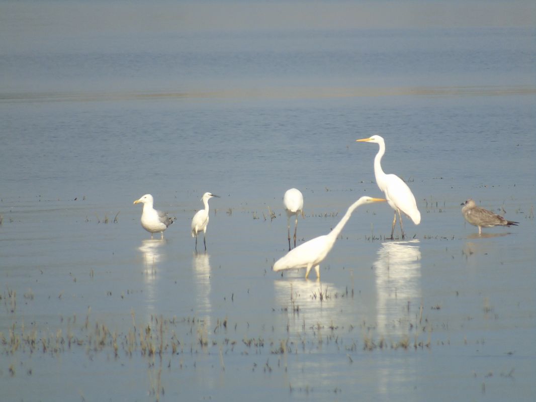 Aigrette garzette  - Grzegorz Nowak