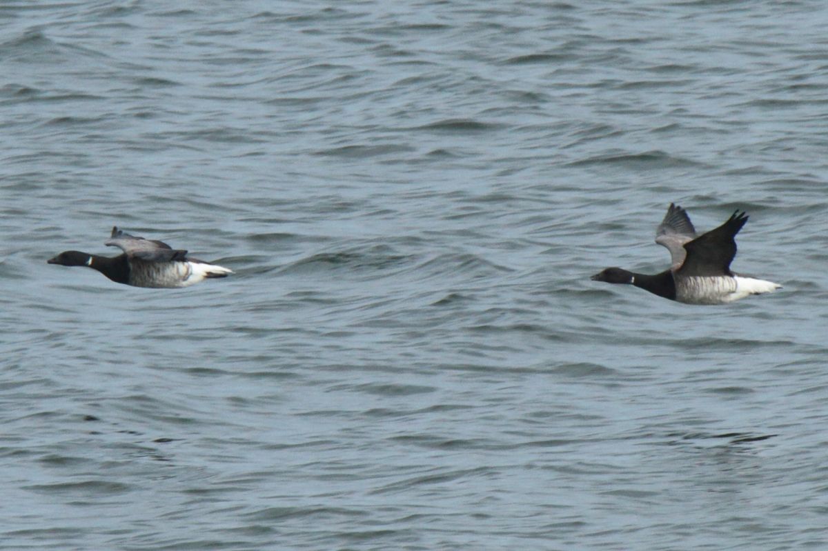 Pale-bellied Brant Goose  - Mariusz Janowski