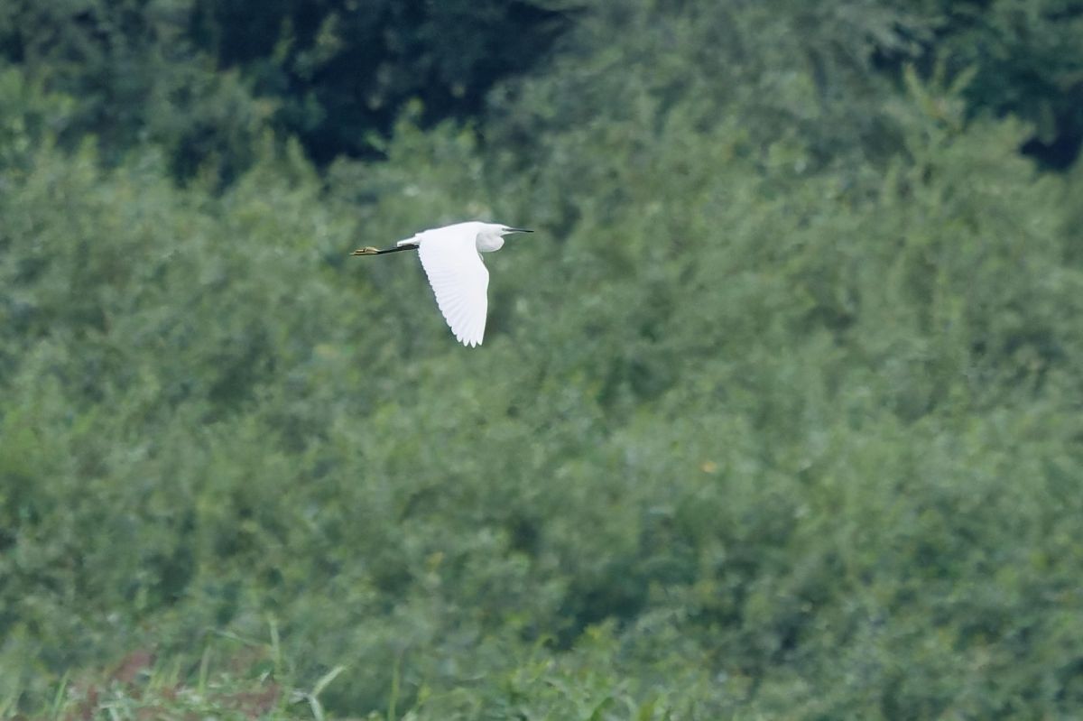 Aigrette garzette 