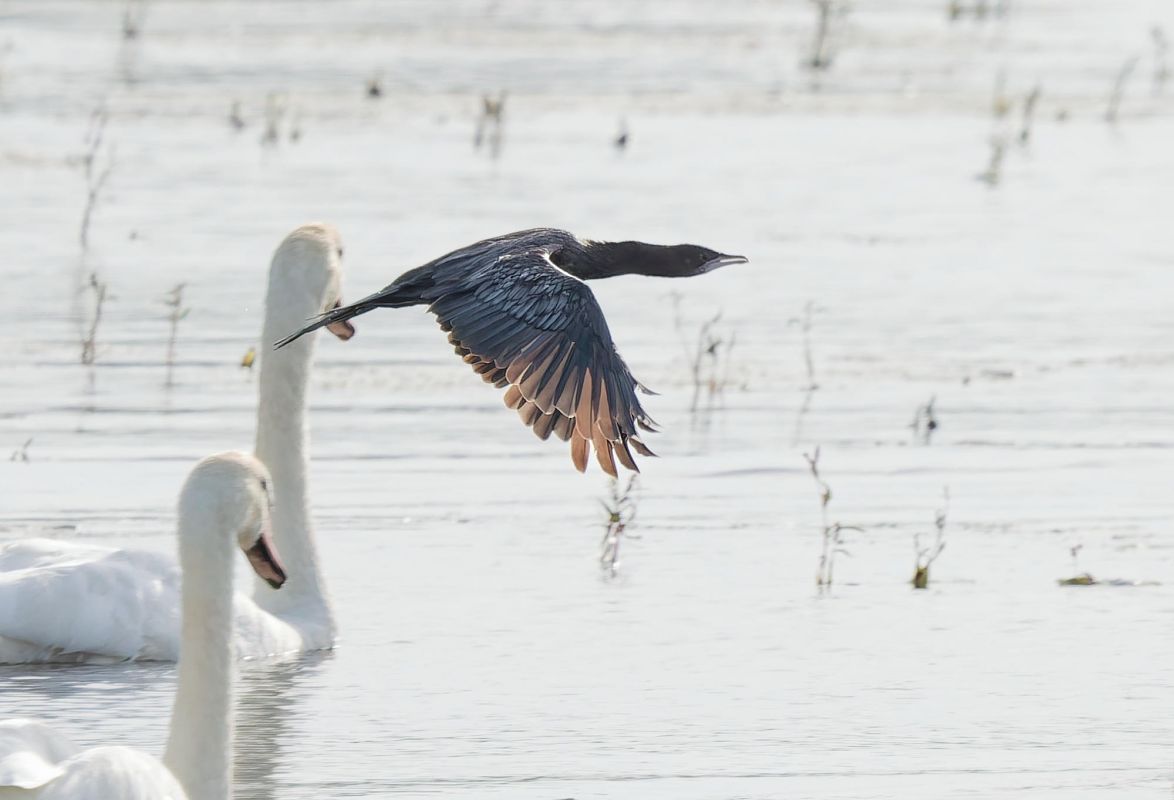 kormoran mały 
