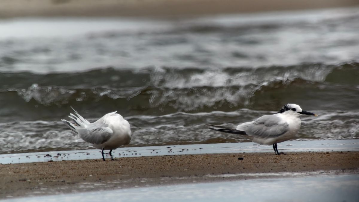 Sandwich Tern  - Eliza Suchozebrska