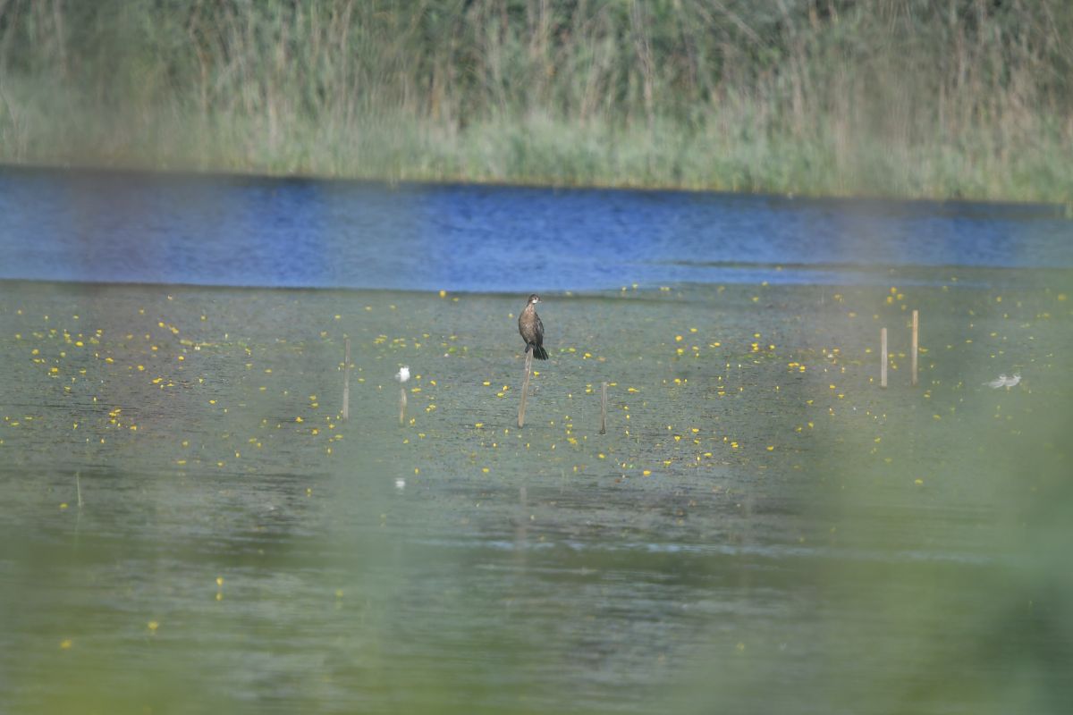 kormoran mały 