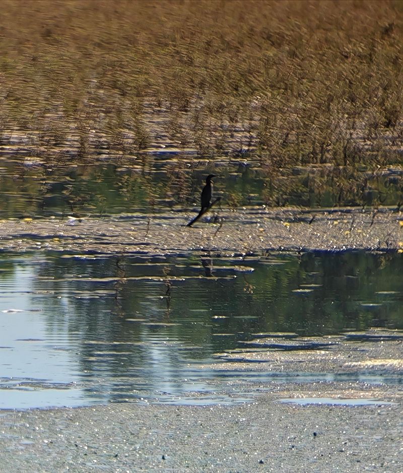 kormoran mały  - Enora Couloigner