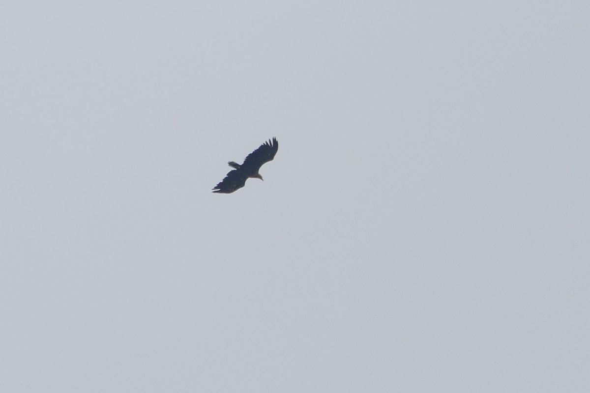 Seeadler  - Katarzyna Matusik