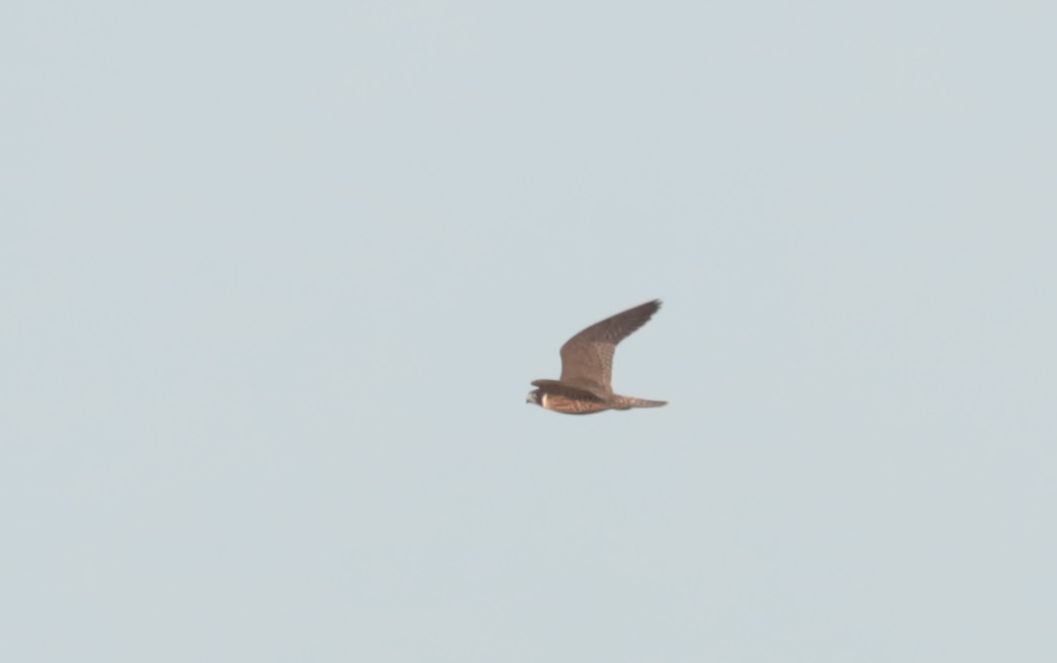 Peregrine Falcon  - Grzegorz Neubauer