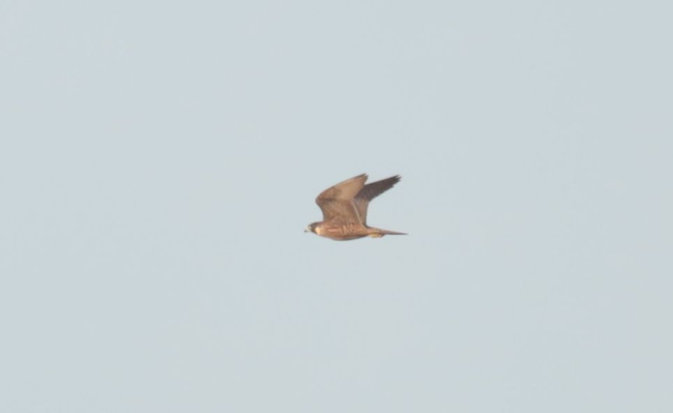 Peregrine Falcon  - Grzegorz Neubauer