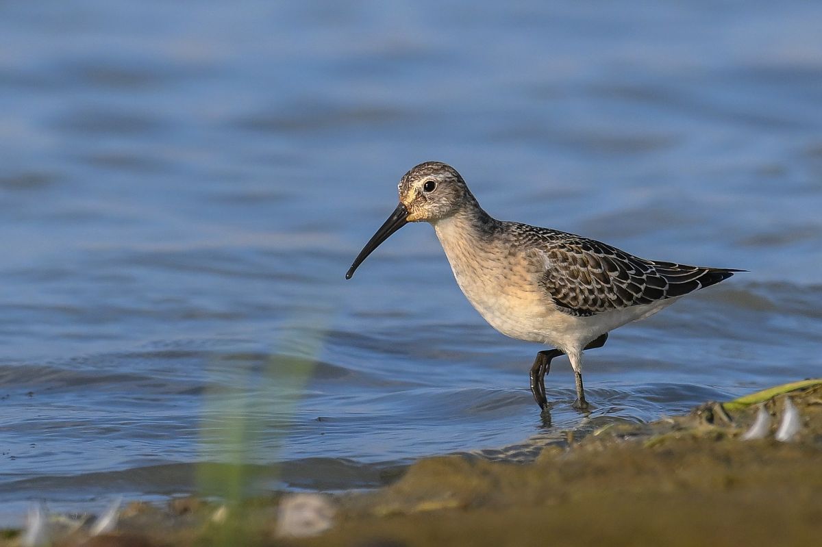 Curlew Sandpiper  - Daniel Stasiowski