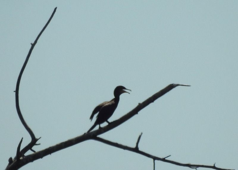 kormoran mały  - Magdalena Traciłowska